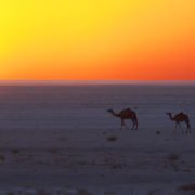 Safari Wüste Afrika