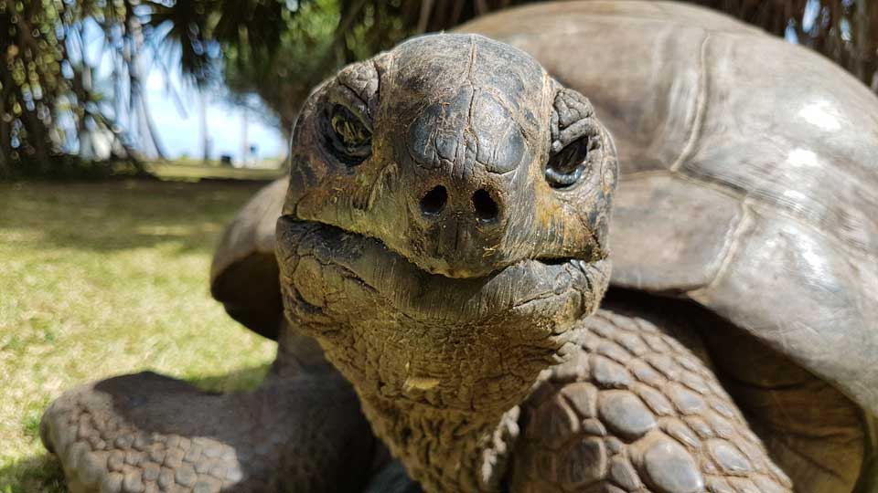 seychellen schildkröte