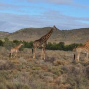 reise nach südafrika giraffen