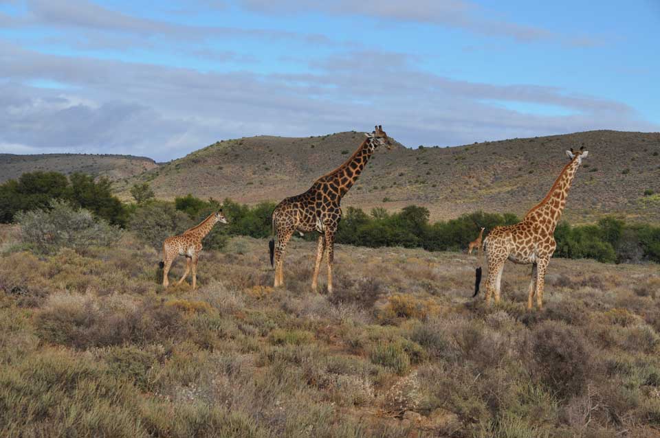 reise nach südafrika giraffen