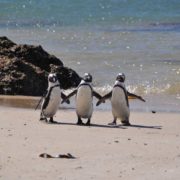 reise nach südafrika pinguine