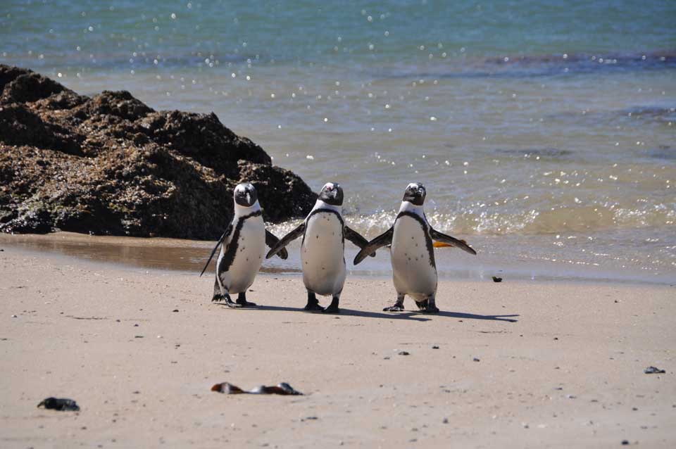 reise nach südafrika pinguine