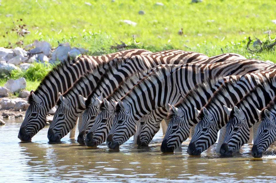 Zebras_Fotolia_38367790_M reise nach südafrika zebras