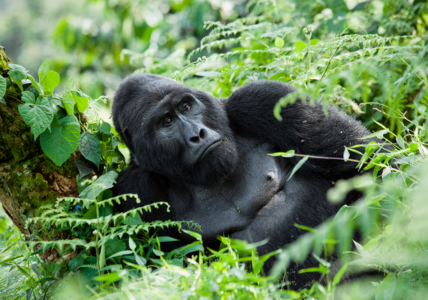 Uganda Reise zu den Berggorillas