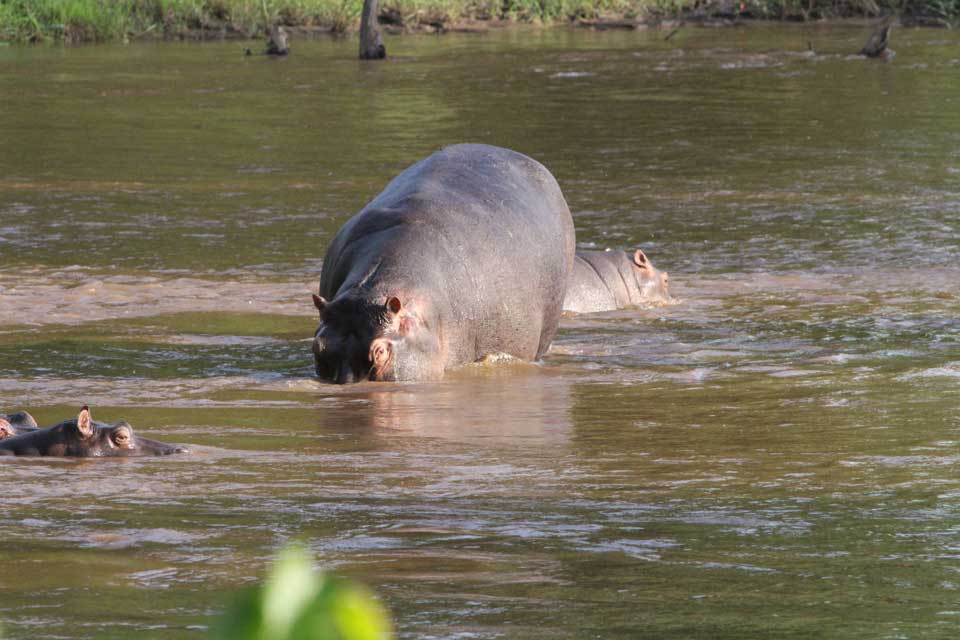 Reise nach Uganda Hippos