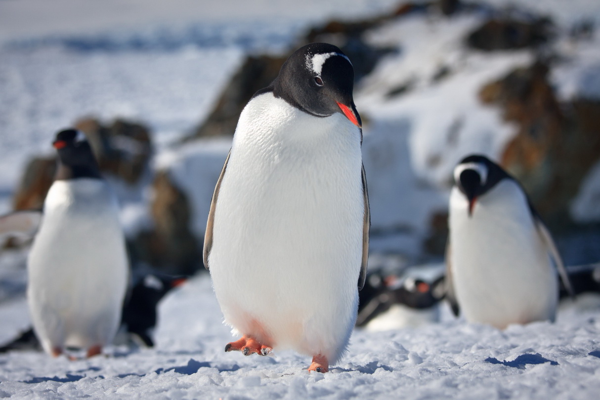 Antarktis Expedition - atambo.de