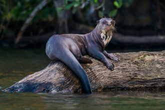 Amazonas Reise - atambo.de