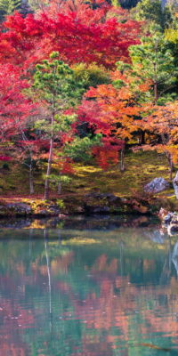 Japanese garden in falling autumn season