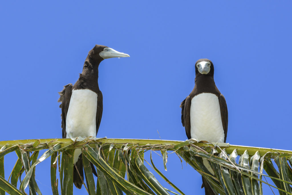 Zwei Seevögel Tölpel auf einem Palmenblatt