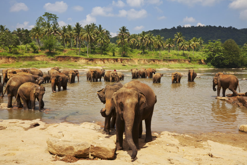 Elefantenherde badet in einem Flussbett