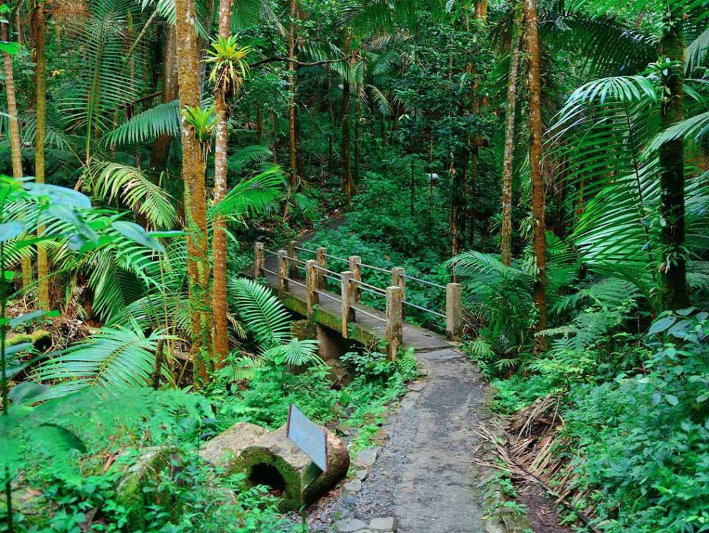 Puerto Rico Urlaub Yunque Regenwald