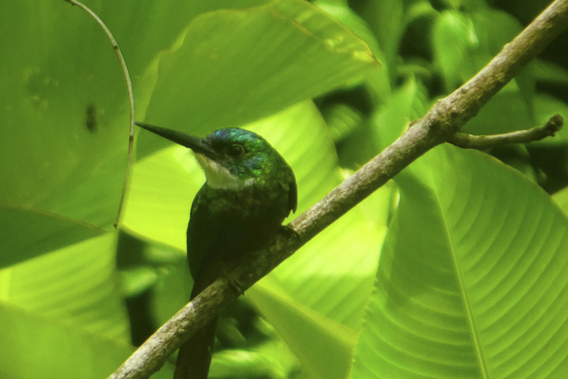 Tobago Urlaub, Regenwald mit Guides von atambo erleben