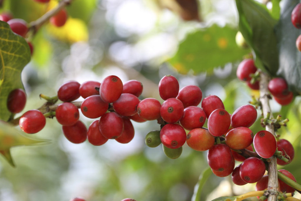 Urlaub Kolumbien Rundreise Kaffeepflanze