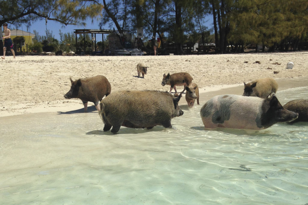 Karibik-Inselhüpfen Schwimmende Schweine