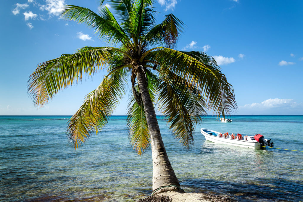 Karibik-Inselhüpfen Palme