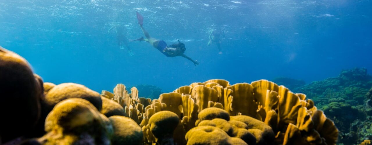 Taucher unter Wasser auf Aruba vor Korallen