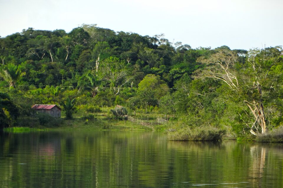 Amazonas Fluss mit Urwald.