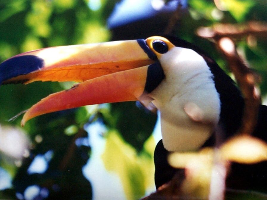 Tucan im Regenwald.