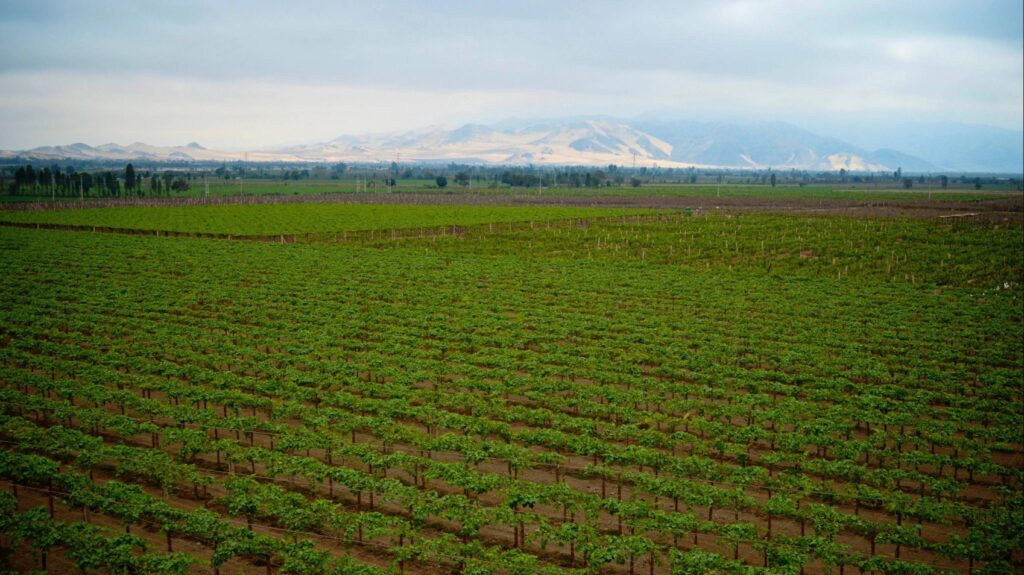 Weinreben in Ica Peru