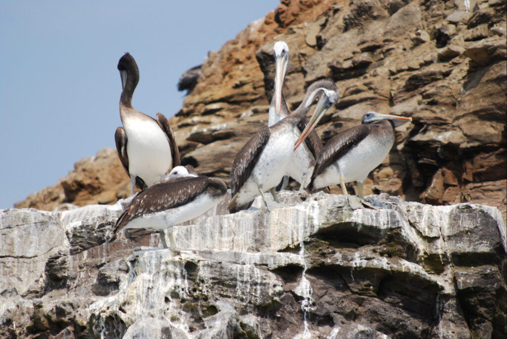 Vögel in Paracas